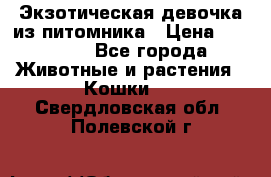 Экзотическая девочка из питомника › Цена ­ 25 000 - Все города Животные и растения » Кошки   . Свердловская обл.,Полевской г.